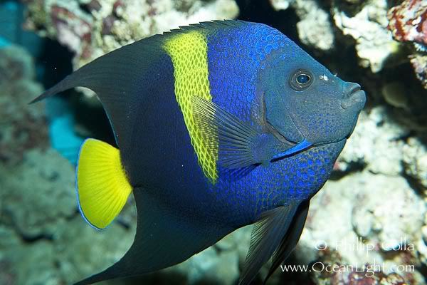 Pomacanthus asfur Fish of the Day Arabian Angelfish Asfur Angelfish Pomacanthus