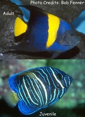 Pomacanthus asfur Section Fish Library Group Angelfishes Species Pomacanthus