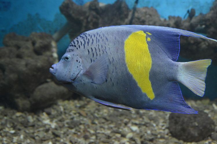 Pomacanthus maculosus FilePomacanthus maculosus at Red Sea Aquarium by Hatem Moushir 1