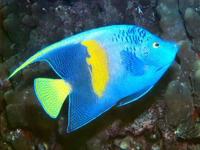 Pomacanthus maculosus Dr Giuseppe MAZZA Journalist Scientific photographer