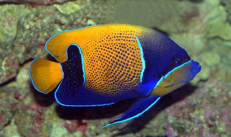 Pomacanthus navarchus Pomacanthus navarchus bluegirdled angelfish Great Barrier Reef