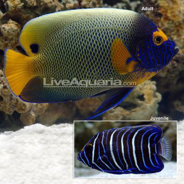 Pomacanthus xanthometopon wwwliveaquariacomimagescategoriesproductp39