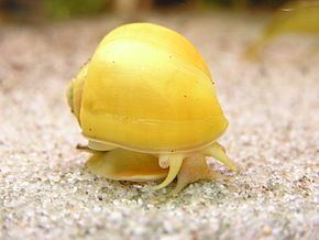 Pomacea bridgesii httpsuploadwikimediaorgwikipediacommonsthu