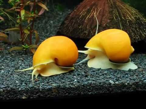 Pomacea canaliculata Apple snail appelslak Pomacea canaliculata YouTube
