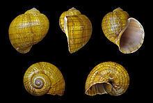 Pomacea canaliculata httpsuploadwikimediaorgwikipediacommonsthu