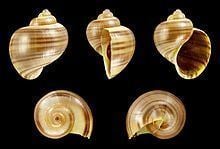 Pomacea diffusa httpsuploadwikimediaorgwikipediacommonsthu