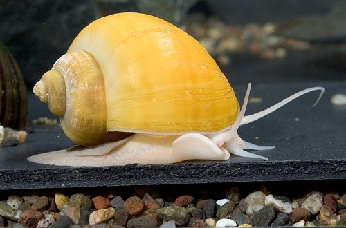 Pomacea diffusa gold mystery snail lrg pomacea diffusa Segrest Farms