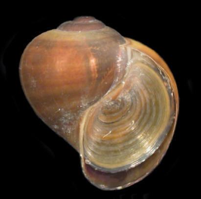 Pomacea paludosa Florida applesnail Pomacea paludosa FactSheet