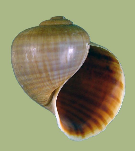 Pomacea paludosa Species Account Pomacea paludosa Freshwater Gastropods of North