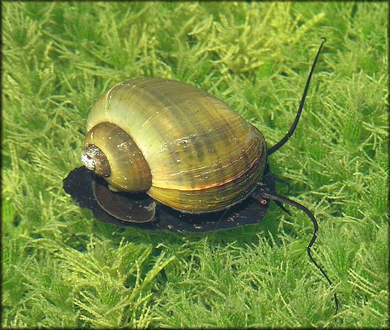 Pomacea paludosa Pomacea paludosa Say 1829 Florida Applesnail