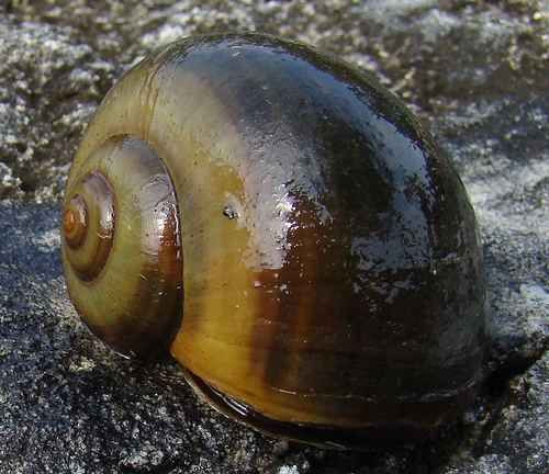 Pomacea paludosa Applesnailnet View topic Pomacea Paludosa