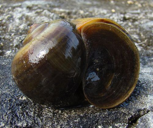 Pomacea paludosa Applesnailnet View topic Pomacea Paludosa