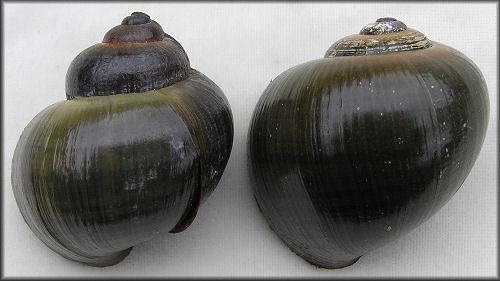 Pomacea paludosa paludosa Shell Variation