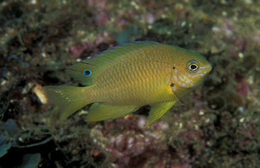 Pomacentrus amboinensis Ambon Damsel Pomacentrus amboinensis Bleeker 1868 Australian