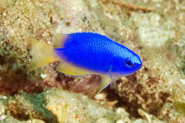 Pomacentrus coelestis fishesofaustralianetauImagesImagePomacentrCoe