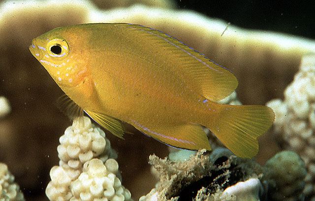 Pomacentrus Fish Identification