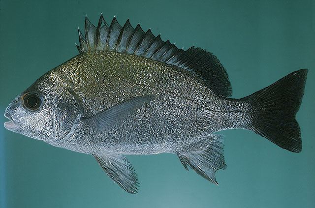 Pomadasys Fish Identification