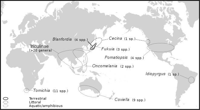 Pomatiopsidae httpsuploadwikimediaorgwikipediacommonsthu