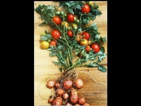Pomato Potato and tomato growing on same plant Amazing Pomato YouTube