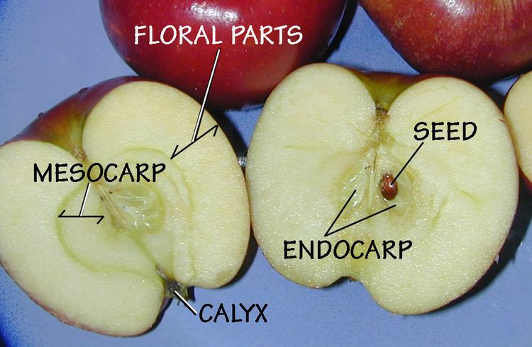 Pome Pome Wikipedia