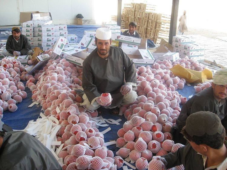 Pomegranate production in Afghanistan