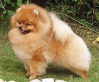 Pomeranian (dog) httpsuploadwikimediaorgwikipediacommonsthu