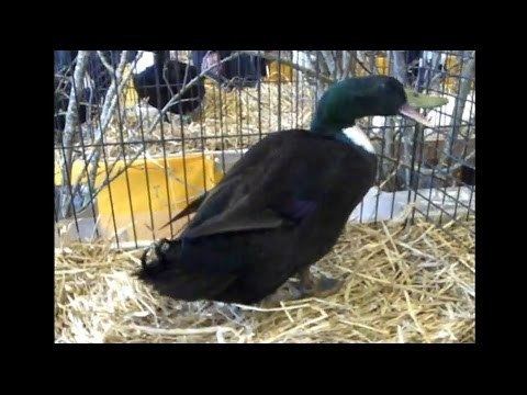Pomeranian duck Pomeranian Duck Pommernente Kleintierschau Etziken YouTube