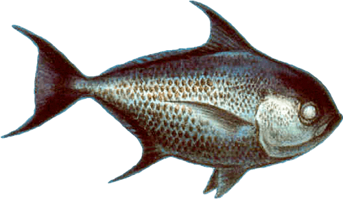 Pomfret Pomfret Recommendations from the Seafood Watch Program