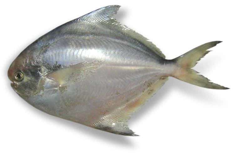 Pomfret Pashudhan and Animal Science Pamphelt Pomfret fish Health Benefits