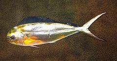 Pompano dolphinfish httpsuploadwikimediaorgwikipediacommonsthu