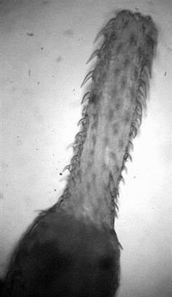 Pomphorhynchus laevis Parasite manipulates host39s sense of smell Mo Costandi