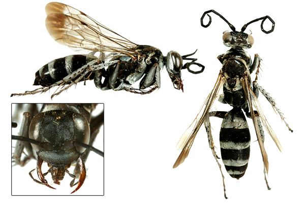 Pompilus (wasp) wwwbiolibczIMGGAL132847jpg