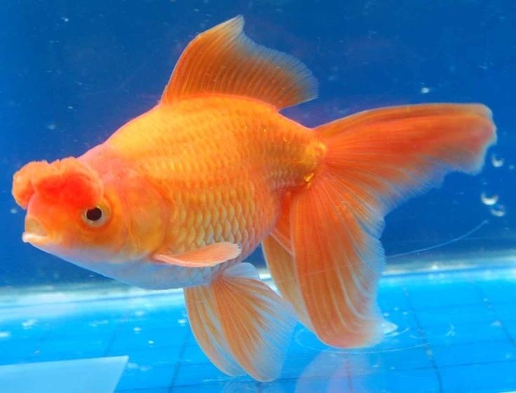 Pompom (goldfish) 1000 images about Goldfish amp Koi on Pinterest Hong kong Bristol