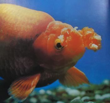 Pompom (goldfish) Goldfish