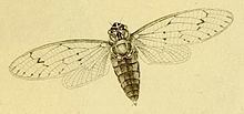 Pomponia (cicada) httpsuploadwikimediaorgwikipediacommonsthu