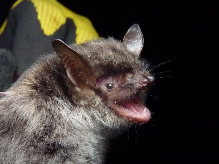 Pond bat Sam Dyer Ecology