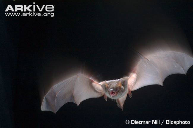Pond bat Pond bat videos photos and facts Myotis dasycneme ARKive