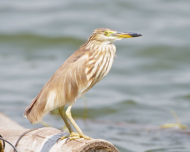 Pond heron Chinese pond heron Wikipedia