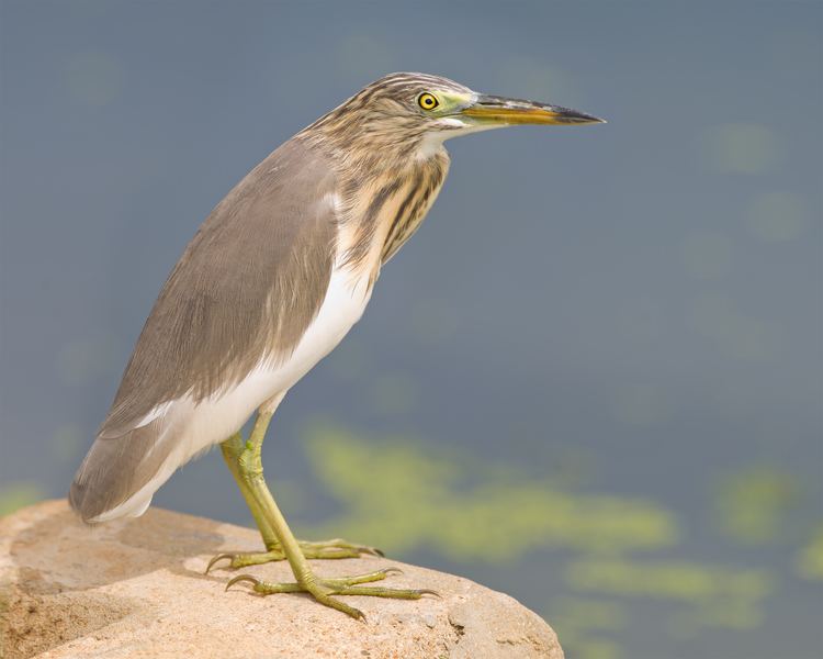 Pond heron FileArdeola bacchus Laem Pak Biajpg Wikimedia Commons