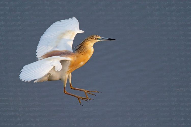 Pond heron HidePhotography Home