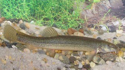 Pond loach Dojo Loach Misgurnus anguillicaudatus Weather Loach Oriental