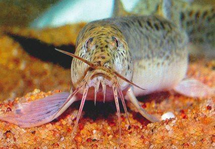 Pond loach Weather loaches and how to keep them Practical Fishkeeping Magazine