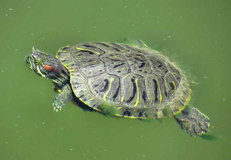 Pond slider - Alchetron, The Free Social Encyclopedia