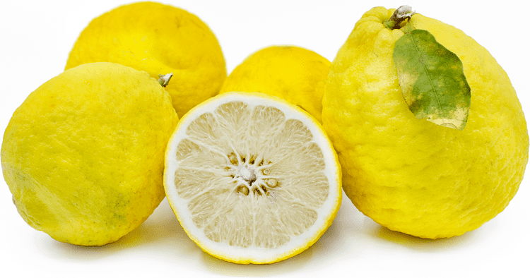 Ponderosa lemon Ponderosa Lemons Information Recipes and Facts
