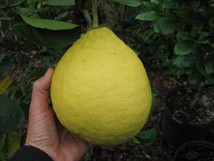 Ponderosa lemon PONDEROSA LEMON TREE Just Fruits and Exotics