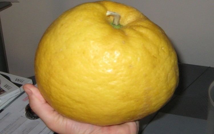 Ponderosa lemon Buy Ponderosa Lemon Citrus limon 39Ponderosa39 4quot Pot 1 Year Old