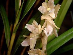 Ponera (plant) httpsuploadwikimediaorgwikipediacommonsthu