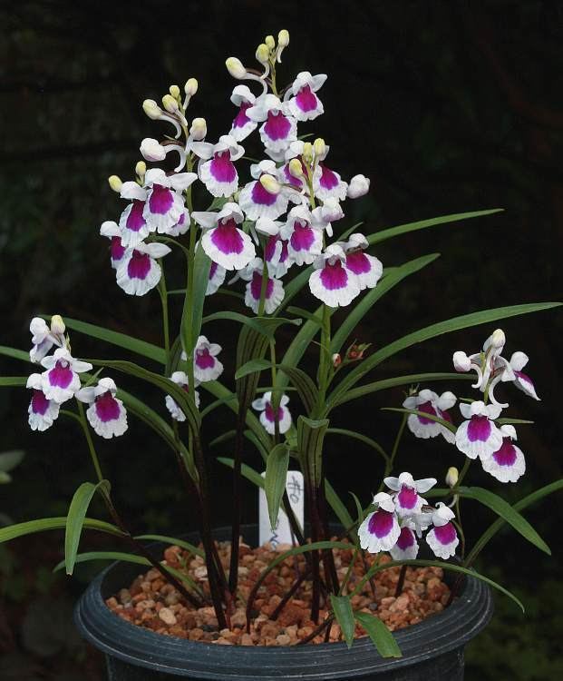 Ponerorchis Ponerorchis graminifolia Slippertalk Orchid Forum The best