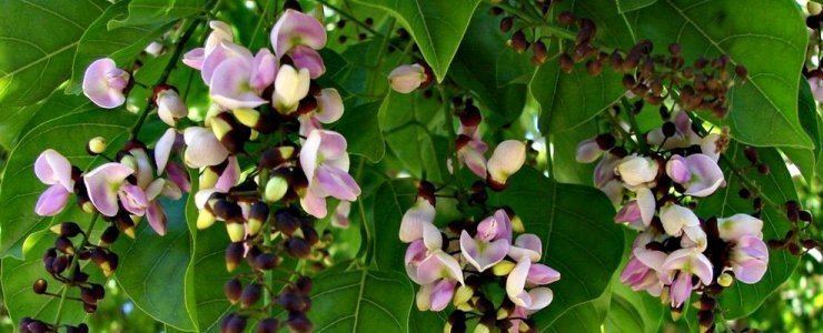 Pongamia Pongamia pinnata a tropical bean tree Medicinal Value