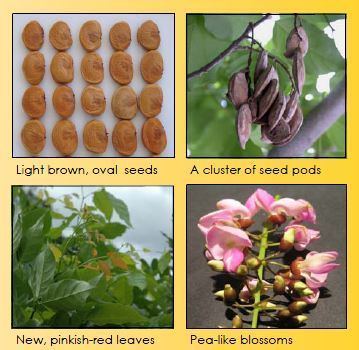 Pongamia About Pongamia Bioenergy Plantations AustraliaBioenergy